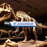 Fosil Dinosaurus Baru di Museum Sejarah Alam London: Menyelami Masa Lalu yang Memukau