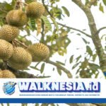Kenali 3 Ciri Durian Musang King: Tanda Bintang Lima sebagai Penanda Kualitas