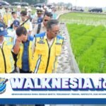 Irigasi Padi Hemat Air Diterapkan di Cirebon, Diharapkan Mampu Tingkatkan Hasil Panen