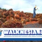 Apa Pekerjaan Rumah Indonesia Usai Menang Sengketa Sawit dengan Uni Eropa di WTO?