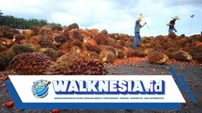 Apa Pekerjaan Rumah Indonesia Usai Menang Sengketa Sawit dengan Uni Eropa di WTO?