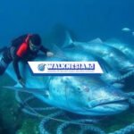 Tragedi Kapal Penangkap Ikan: Pelajaran Berharga dari Kecelakaan yang Melibatkan Pemagang Teknis Indonesia