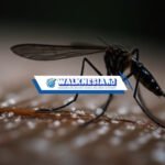 Strategi Terbaik Menanggulangi Malaria di Indonesia: Upaya Pencegahan dan Pengobatan yang Efektif