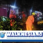 Pengendara Motor di Kediri Tertimpa Pohon Tumbang akibat Truk