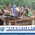 Tiga Orang Meninggal Akibat Pohon Tumbang di Arena Sabung Ayam Bali