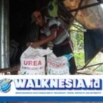 Pemerintah Pastikan Pupuk Subsidi di Maluku Mudah Diakses