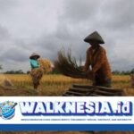 Pemerintah Panggil 1.200 Perusahaan Penggilingan Padi untuk Stabilkan Harga Gabah
