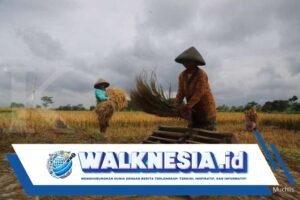 Pemerintah Panggil 1.200 Perusahaan Penggilingan Padi untuk Stabilkan Harga Gabah