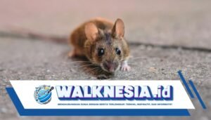 Jangan Abaikan Leptospirosis, Buang Bangkai Tikus dengan Aman