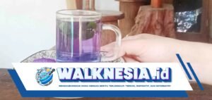 Kelompok yang Harus Menghindari Konsumsi Bunga Telang