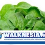 Apakah Bayam Dapat Membantu Menurunkan Gula Darah? Ini Faktanya
