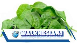 Apakah Bayam Dapat Membantu Menurunkan Gula Darah? Ini Faktanya