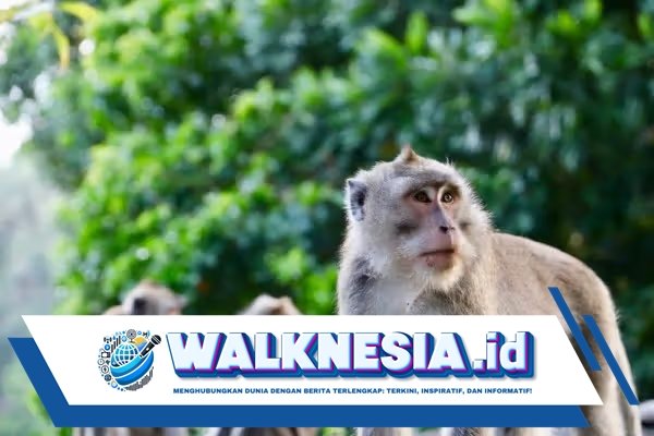 Monyet Sebabkan Pemadaman Listrik di Sri Lanka, Ganggu Aktivitas Sehari-hari