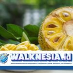 Ketahui Waktu yang Tepat untuk Menghindari Konsumsi Biji Nangka