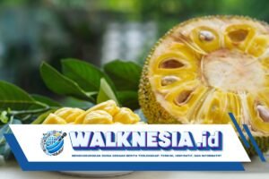 Ketahui Waktu yang Tepat untuk Menghindari Konsumsi Biji Nangka