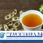 Kapan Waktu yang Tepat Minum Air Rebusan Daun Kelor? Ini Ulasannya