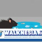 Populasi Tikus Meningkat, Waspadai Penyebaran Penyakit