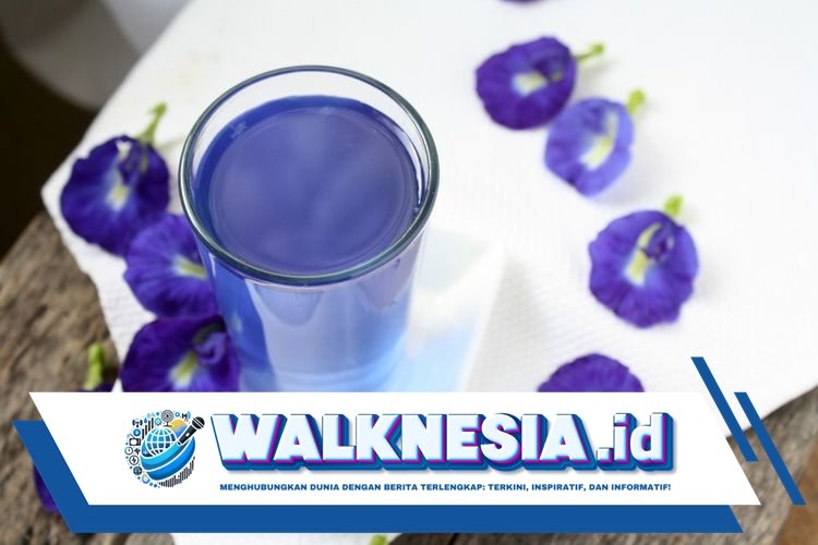 Waktu Terbaik untuk Mengonsumsi Teh Bunga Telang dan Manfaatnya