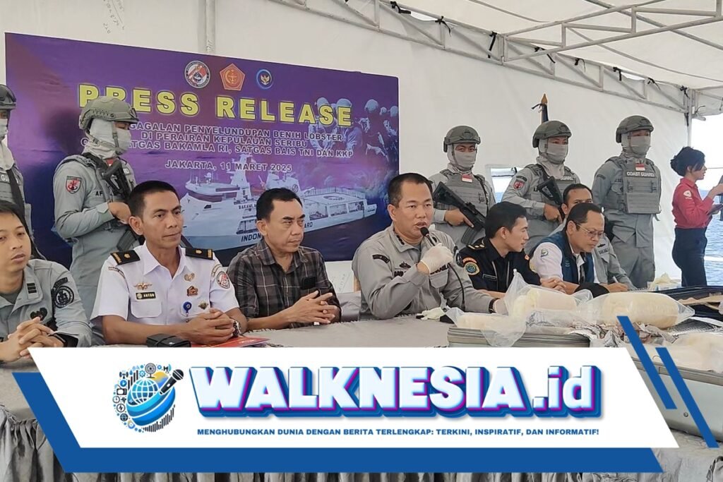 Bakamla Lepaskan 60.000 Benih Lobster, Usai Gagalkan Penyelundupannya