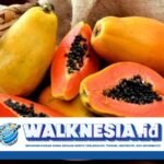 5 Manfaat Pepaya yang Baik untuk Kesehatan