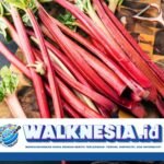 Manfaat Sehat Rhubarb, Sayuran yang Mengejutkan di MasterChef Indonesia Season 12