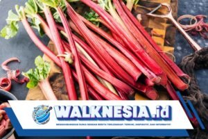 Manfaat Sehat Rhubarb, Sayuran yang Mengejutkan di MasterChef Indonesia Season 12