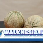 Blewah: Buah Segar dengan Beragam Manfaat Kesehatan