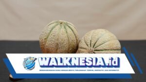 Blewah: Buah Segar dengan Beragam Manfaat Kesehatan