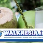 Kandungan Nutrisi dan Manfaat Air Kelapa Muda untuk Kesehatan