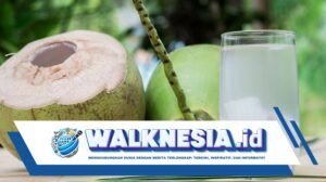 Kandungan Nutrisi dan Manfaat Air Kelapa Muda untuk Kesehatan