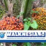 Operasional Perusahaan Sawit Ilegal di Kuningan Resmi Dihentikan