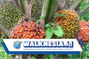 Operasional Perusahaan Sawit Ilegal di Kuningan Resmi Dihentikan