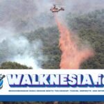 korban tewas kebakaran hutan di korsel terus bertambah