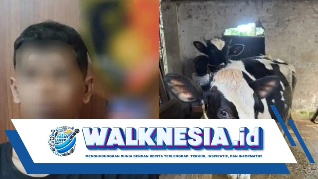 Jebol Tembok Kandang, Maling di Kota Batu Curi 2 Ekor Sapi