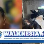 Jebol Tembok Kandang, Maling di Kota Batu Curi 2 Ekor Sapi