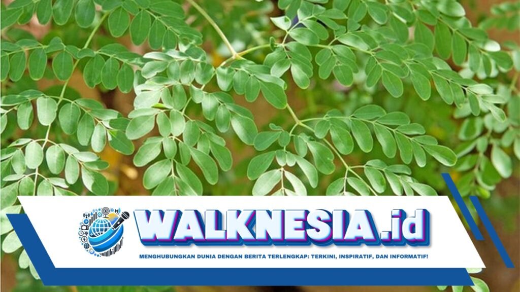Manfaat Daun Kelor untuk Kesehatan yang Perlu Diketahui