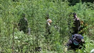 Operasi Bersama Bea Cukai dan BNN: Musnahkan 3 Hektare Ladang Ganja di Aceh