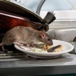 Zoonosis: Ketika Hewan Menularkan Penyakit kepada Manusia