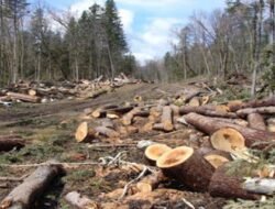 Kerusakan Lingkungan Mengkhawatirkan, Aksi Nyata Mendesak Dilakukan